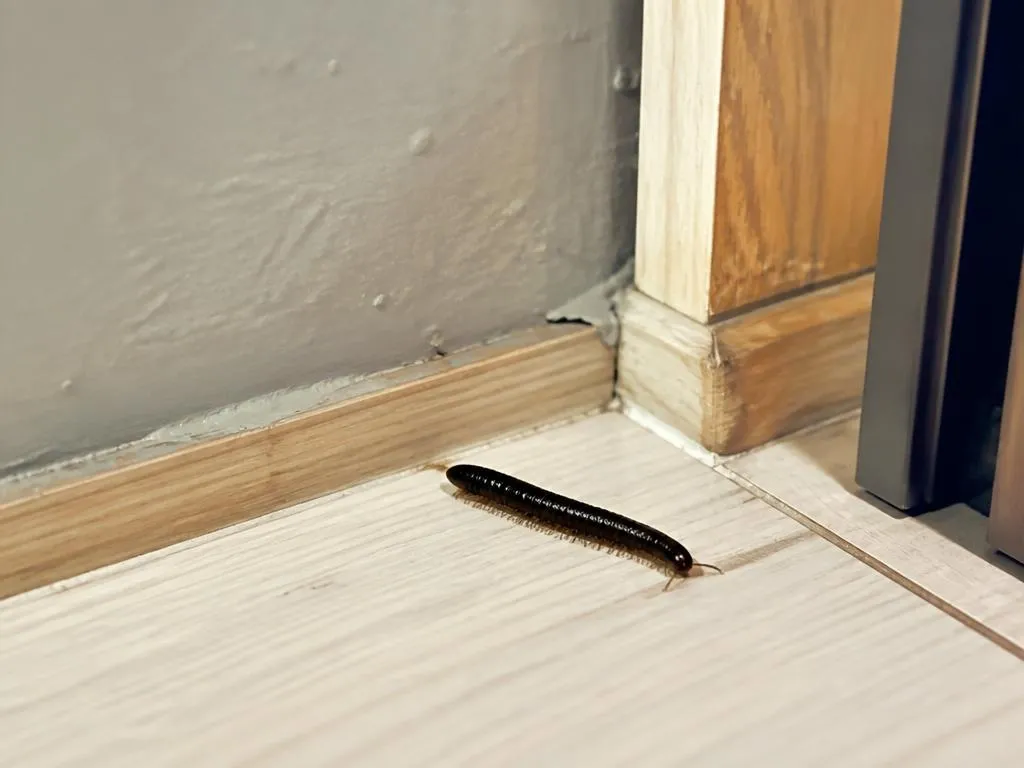 Millepiedi in casa: cosa fare per prevenirli definitivamente